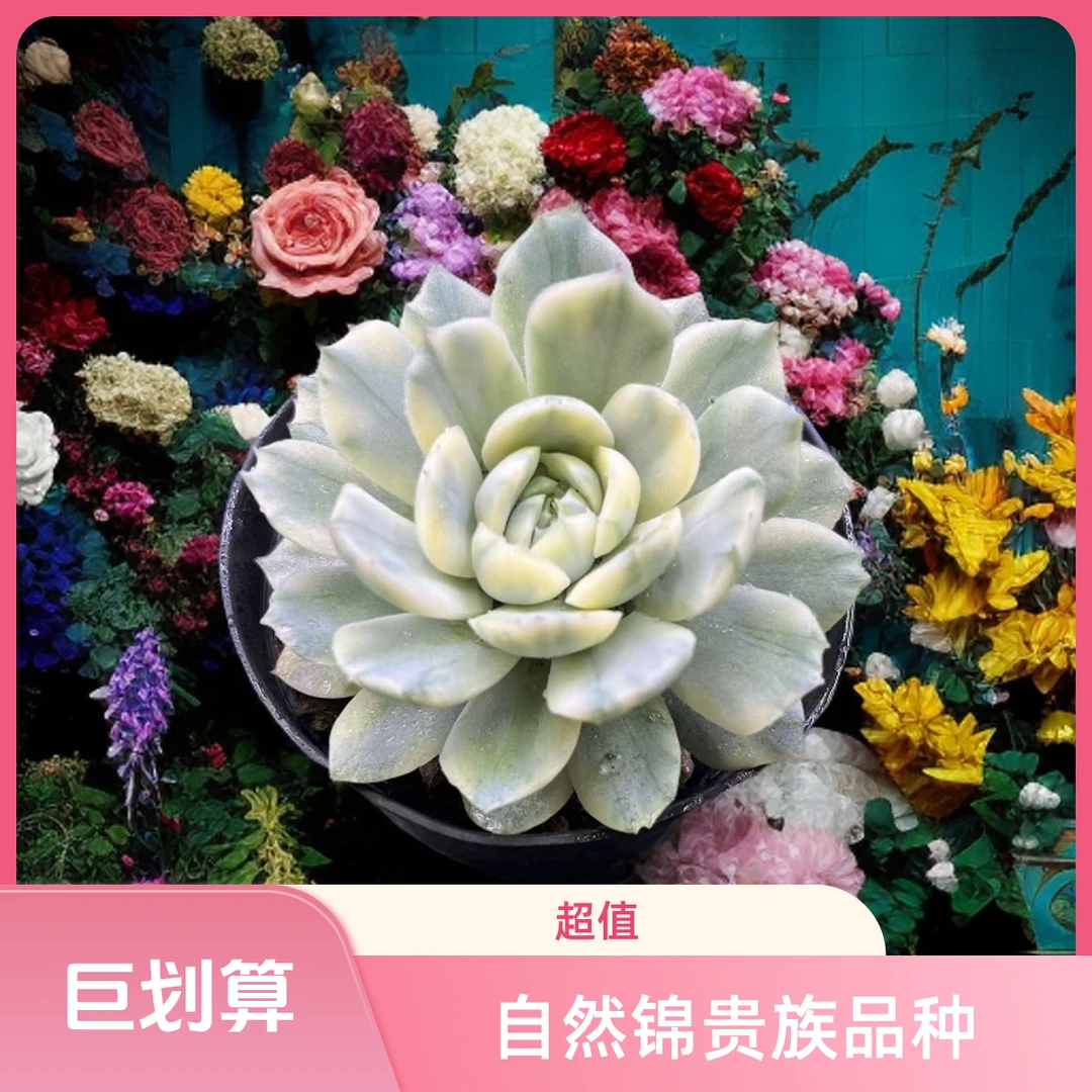 单头柠檬仙子锦多肉自然锦好看好养带盆（任意两单包邮）