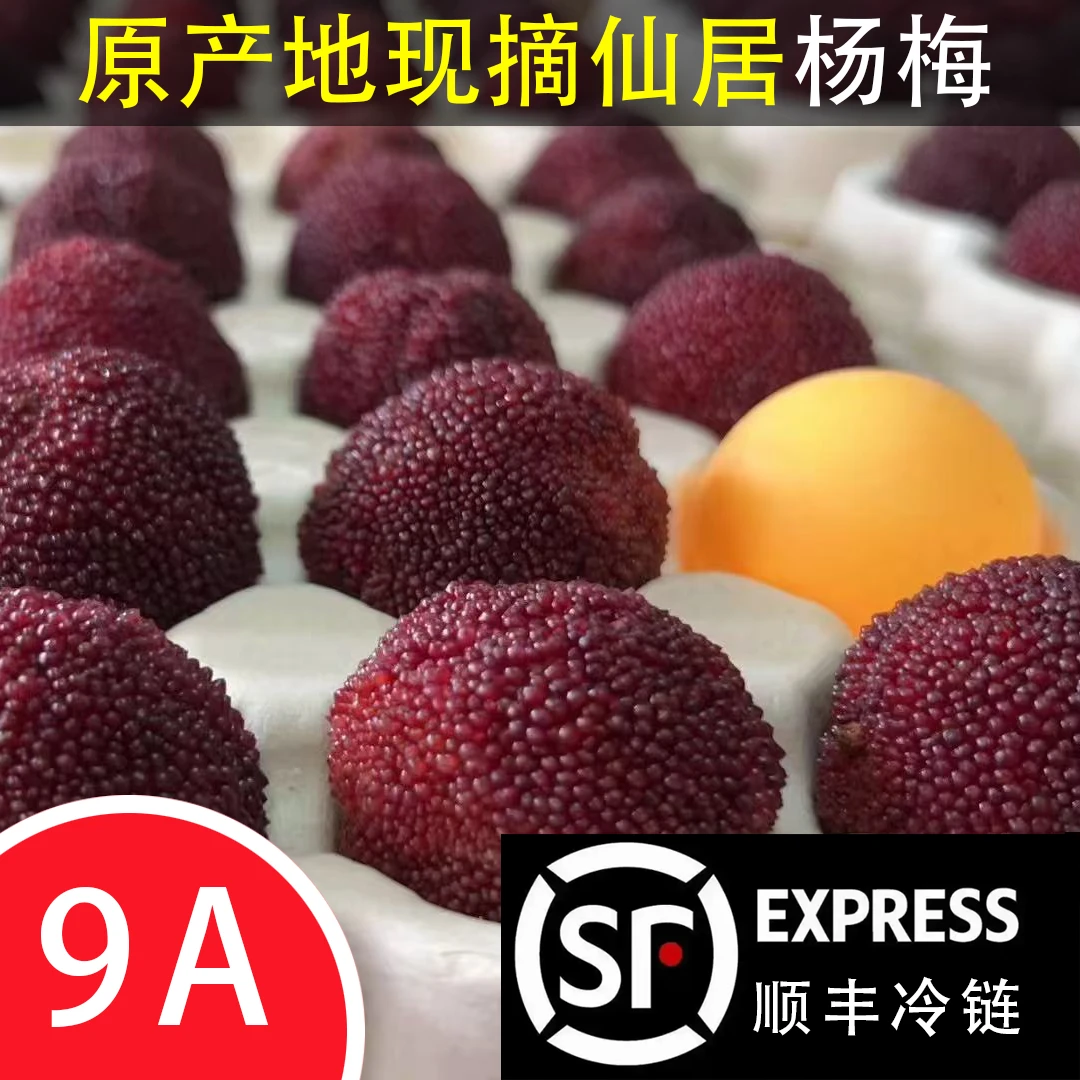 仙居正宗[高山东魁杨梅]9A大果顺丰冷链新鲜凌晨采摘