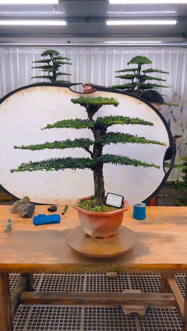 无花朵精品盆景直播间一物一拍