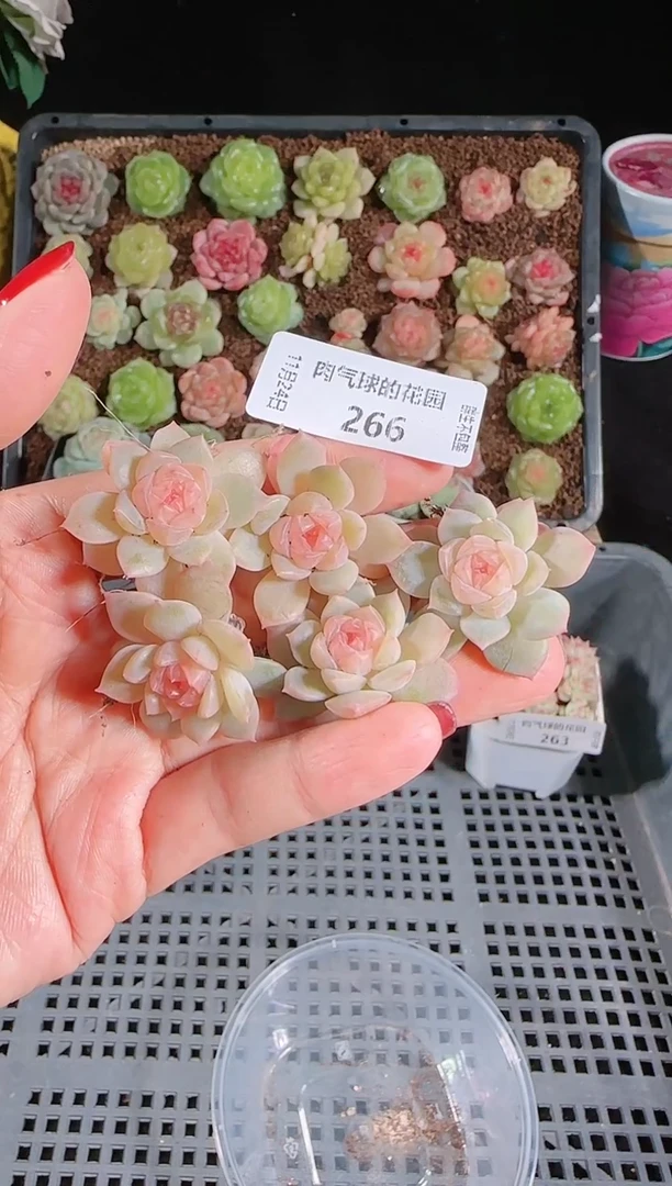 1124-266粉樱量拍任意发一颗群生不包整