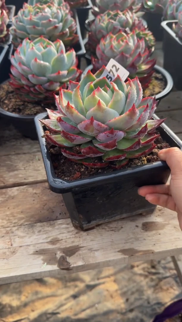 【闪购商品】A572惊鸿仙子（裸根发货）（瑕疵）