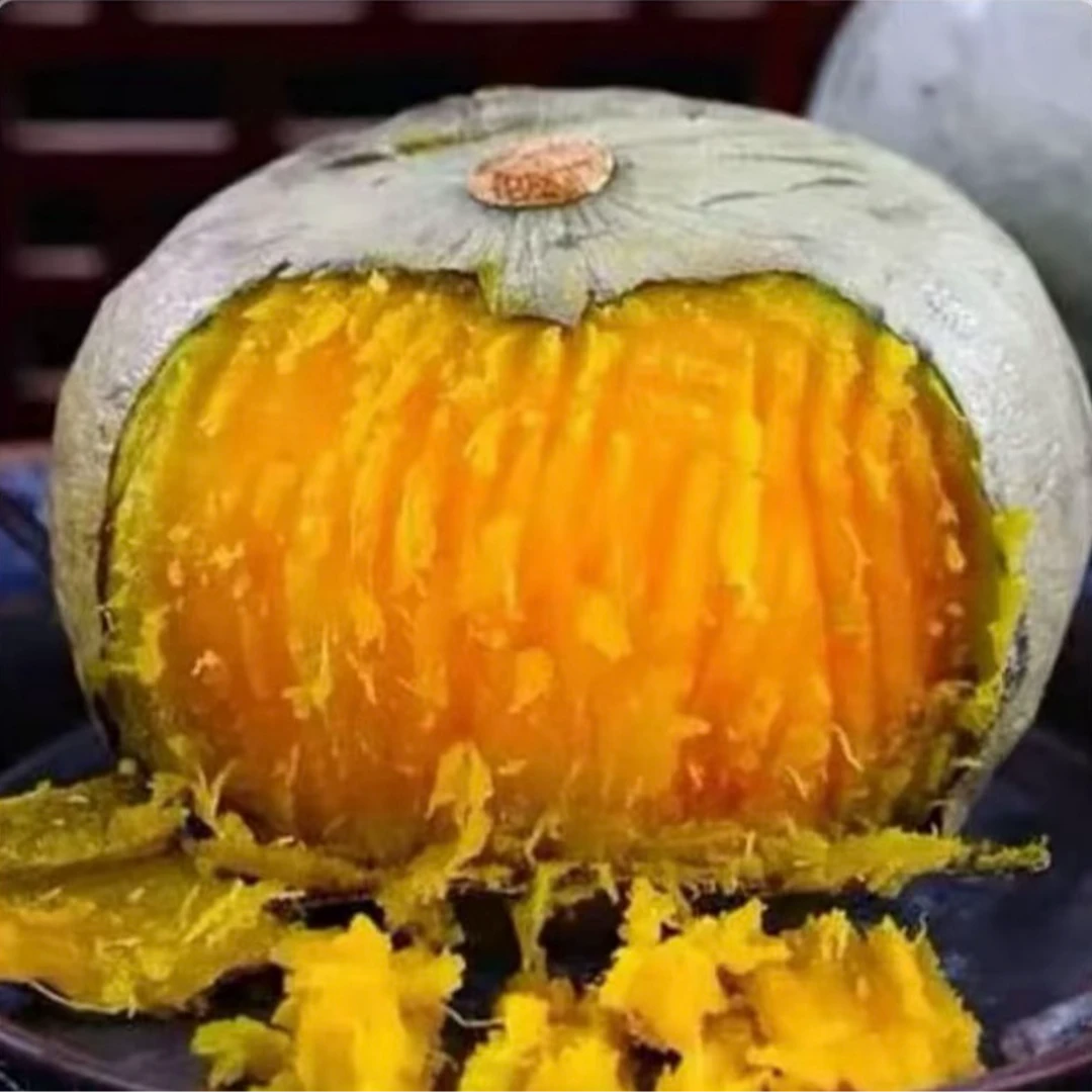 【银栗南瓜种子】家庭阳台小院盆栽地栽四季种植