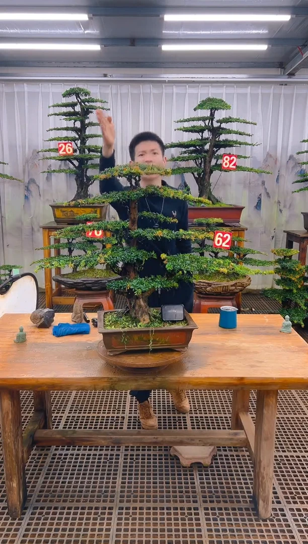 无花朵精品盆景直播间一物一拍