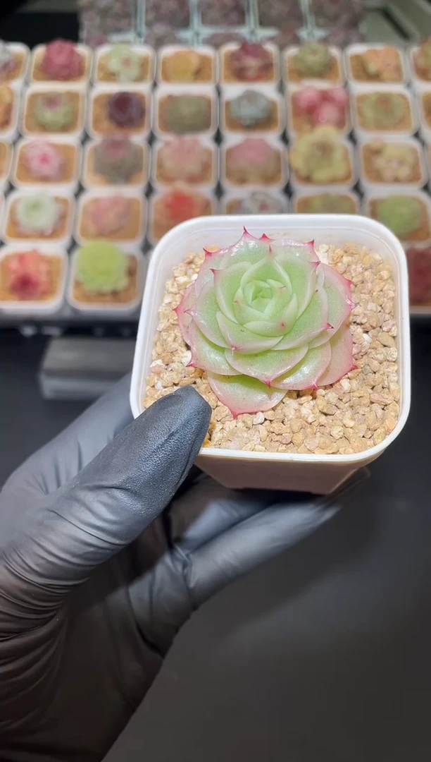 闪购2968 月光蔷薇多肉一颗  4厘米