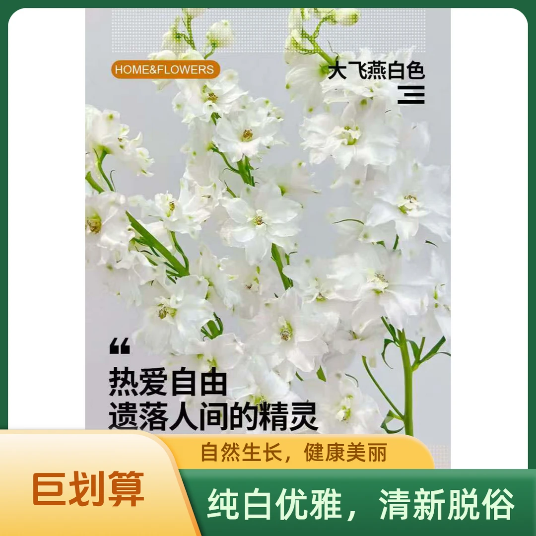 【百分号花卉】A级大飞燕鲜切花（白色）云南鲜花基地直发包邮次日达