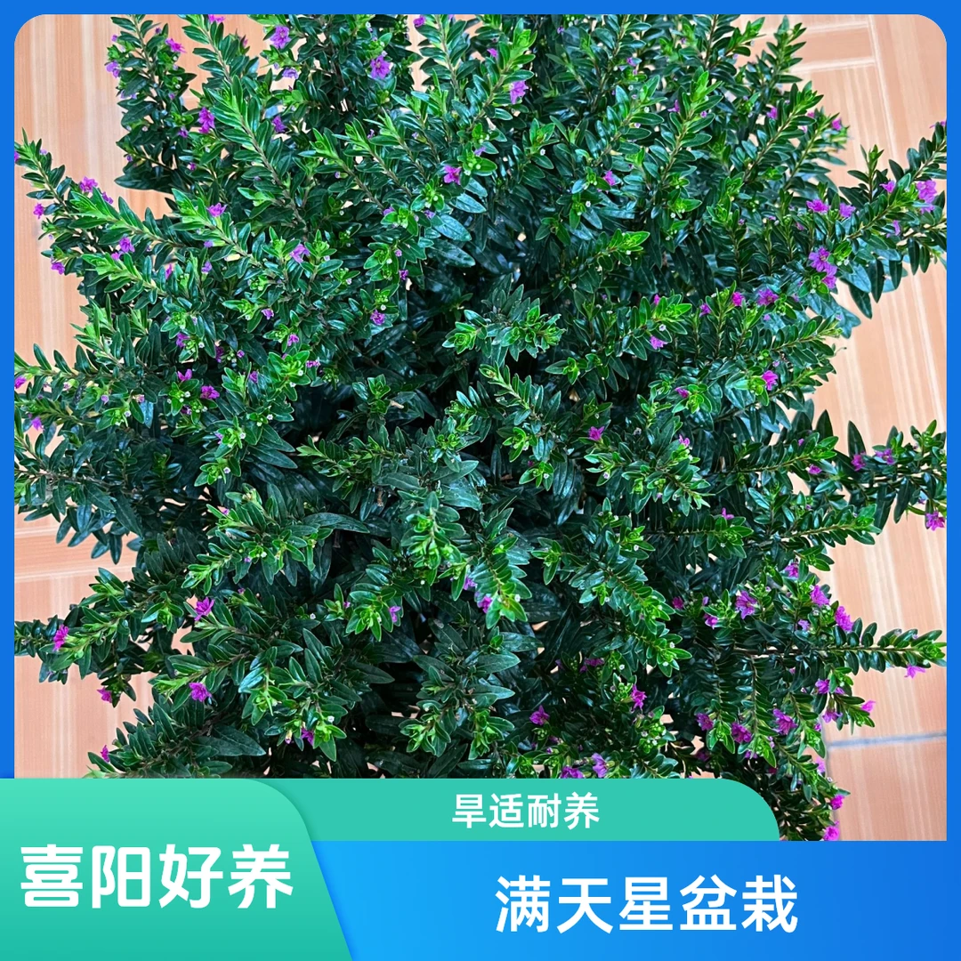 紫花满天星棒棒糖纯木本盆栽喜阳阳台蝴蝶耐旱养不死的大型绿植