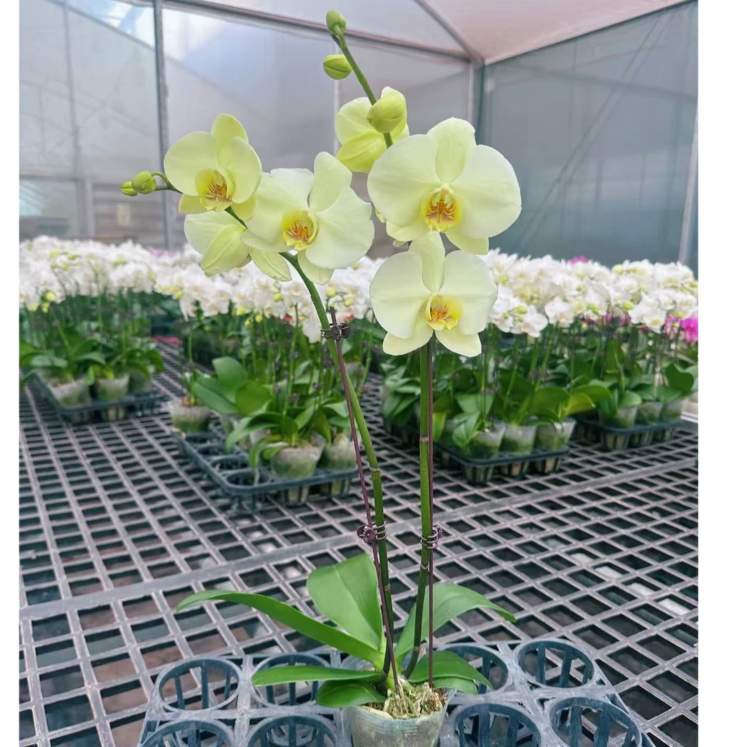 【达尔文（双花剑）】（绿色）蝴蝶兰盆栽带花办公室优雅简约