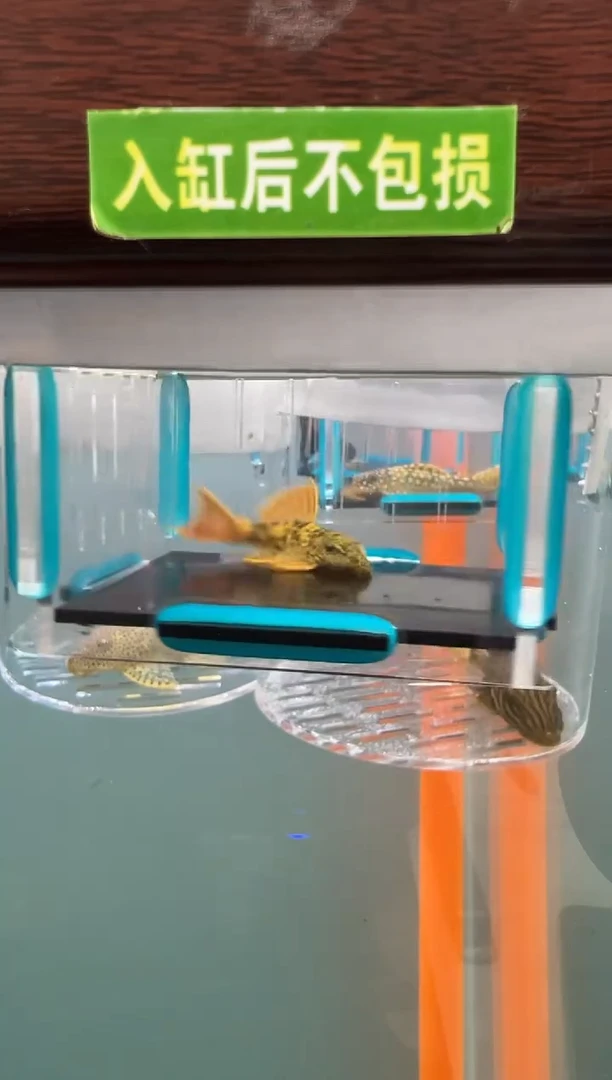 清道夫42号600入缸不包损 录制完整开箱视频5厘米