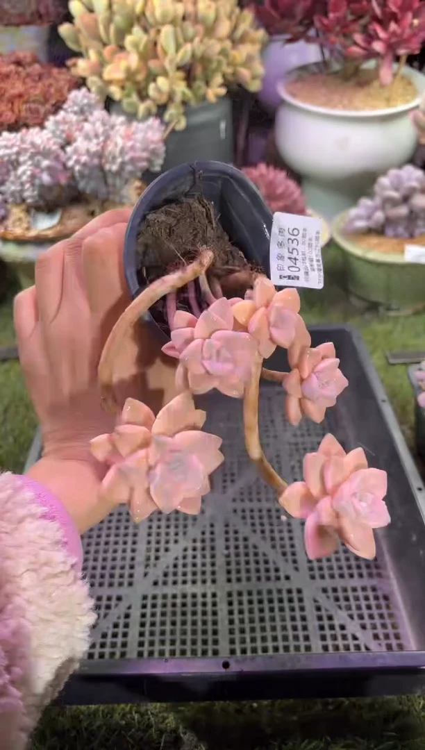 【闪购商品】04536