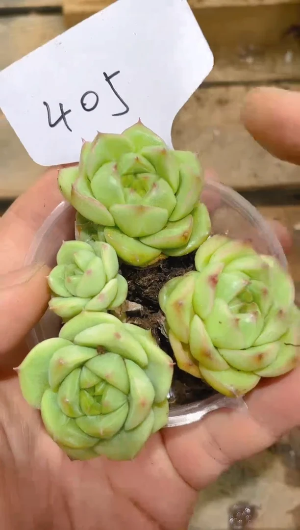405珍妮包子      量拍