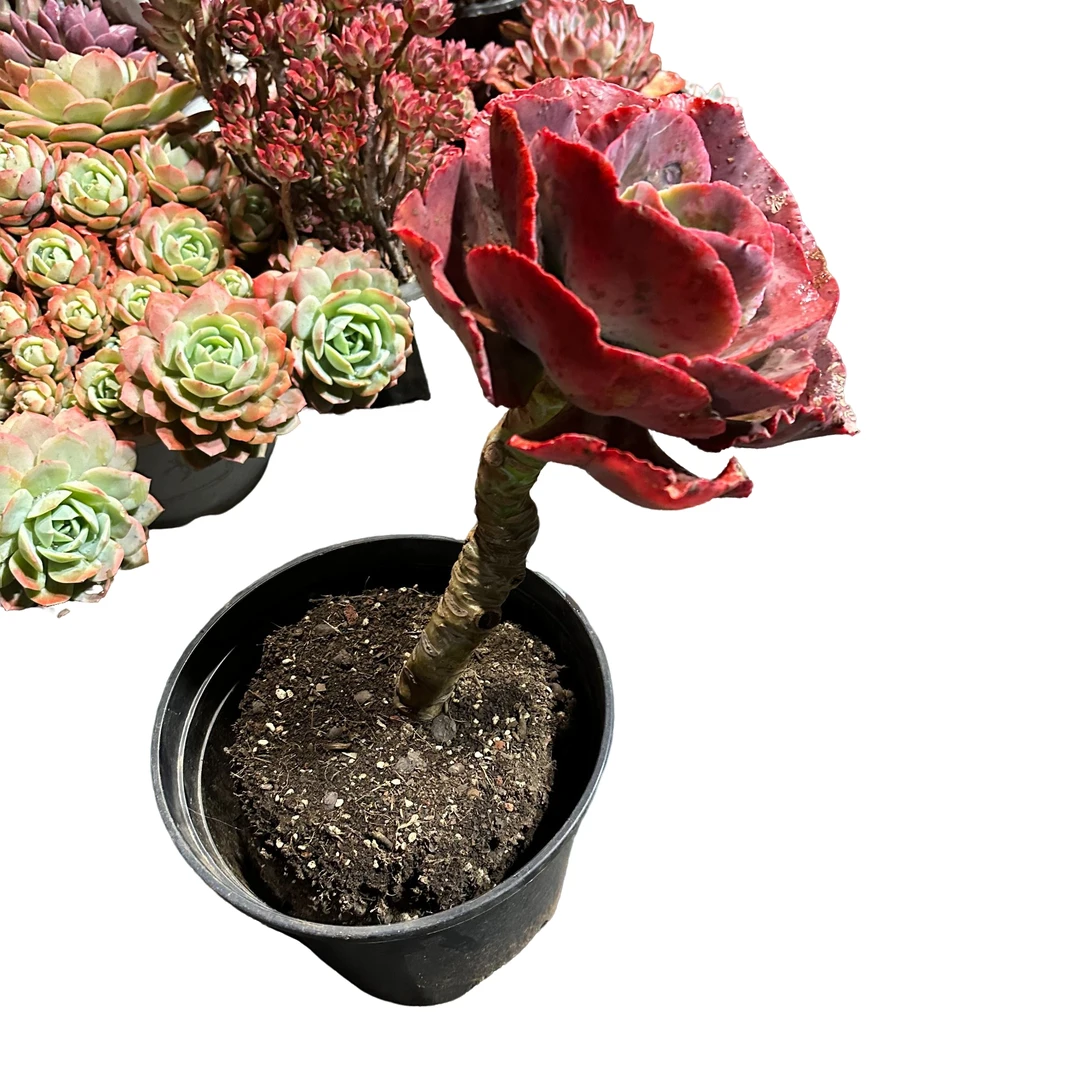 精品多肉植物 大叶秀妍