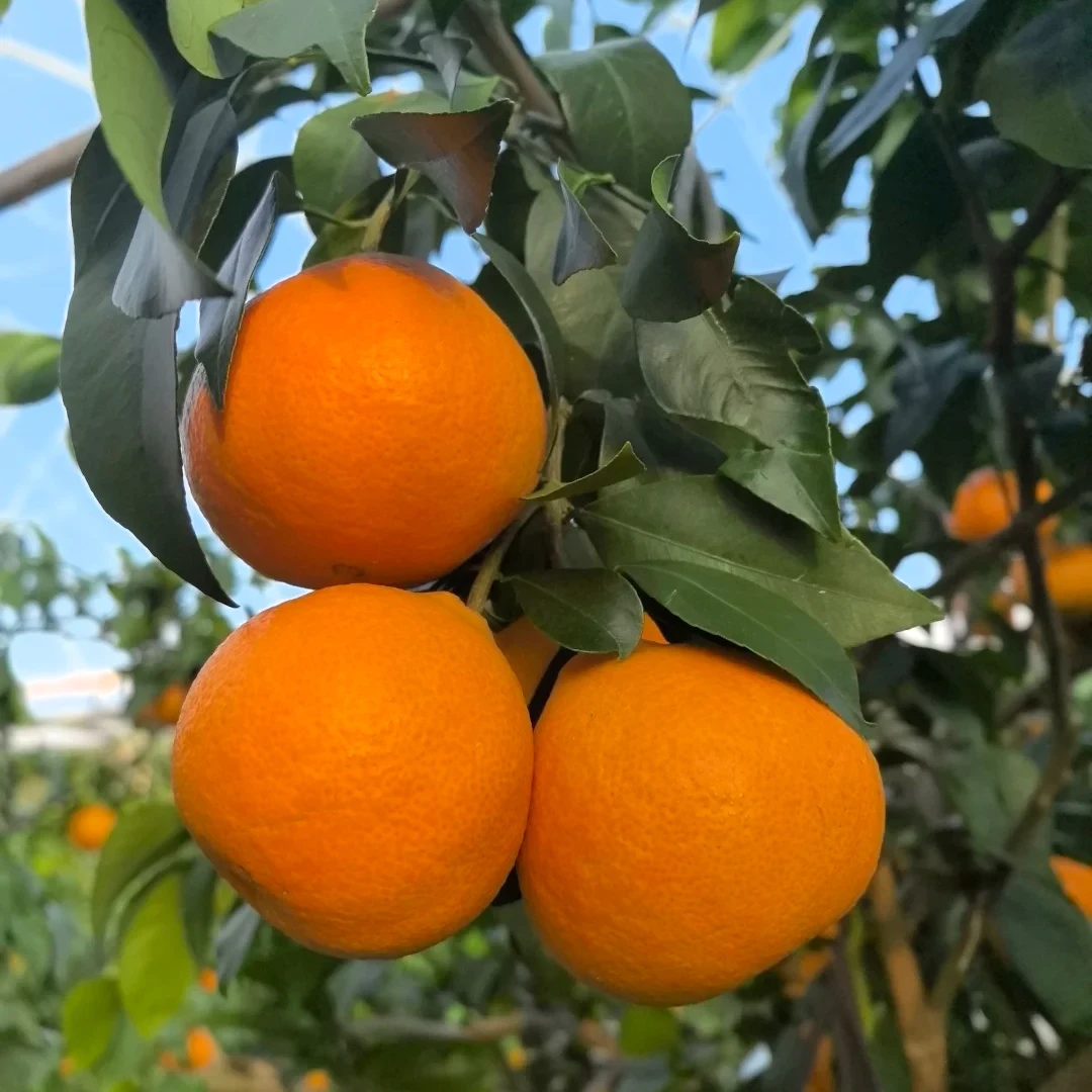 红美人果冻橙新鲜采摘细腻无渣