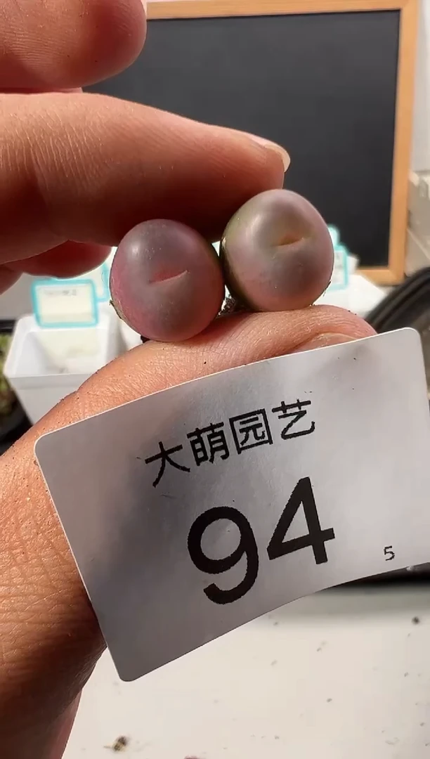 【闪购商品】++++94