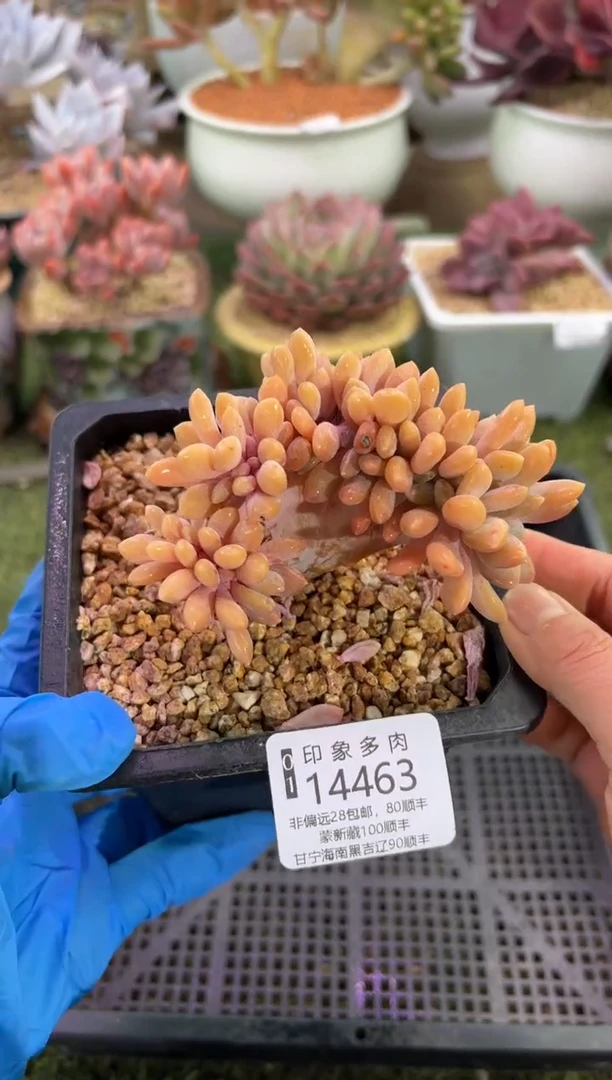 【闪购商品】14463