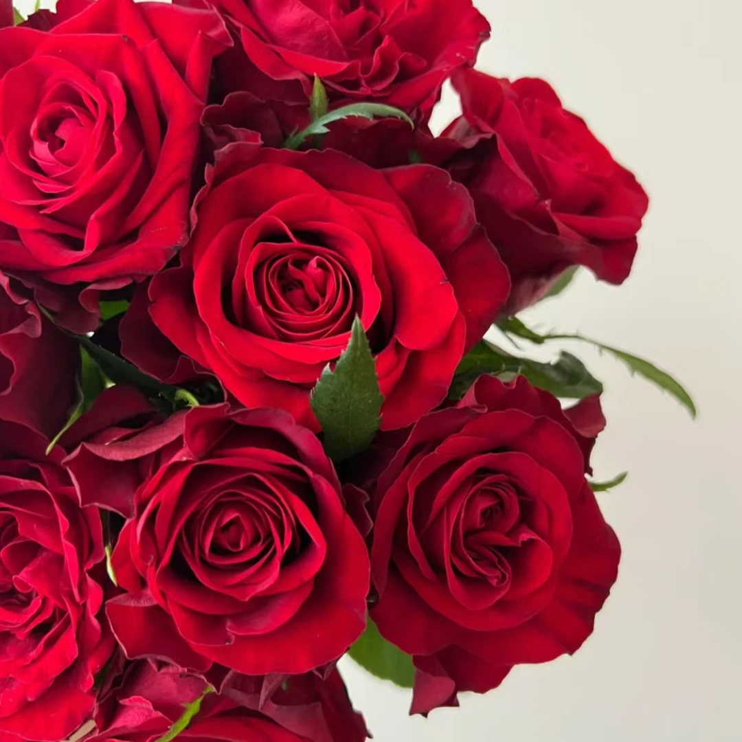 【植迷不误】爱慕玫瑰 居家 花束 插花 云南鲜花 基地包邮直发