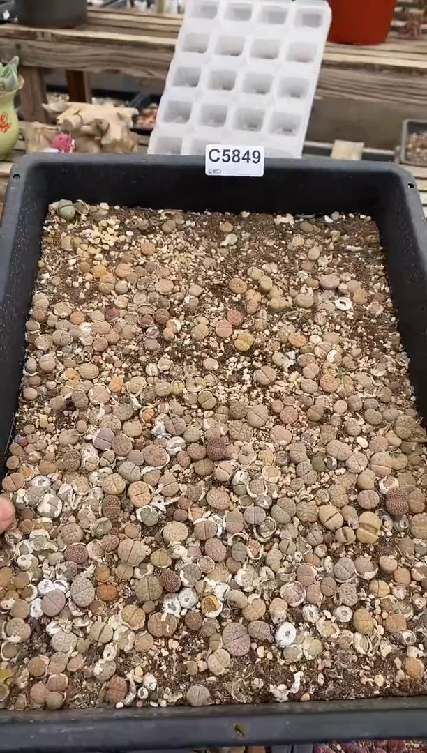 5849直播一物一拍