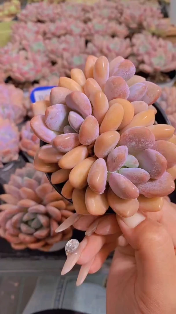 B128-玛丽捧花群生带盆土（量拍）