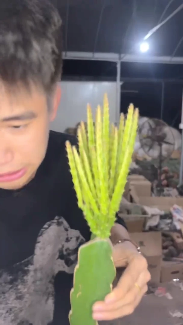 多头 鼠尾令箭【嫁接】