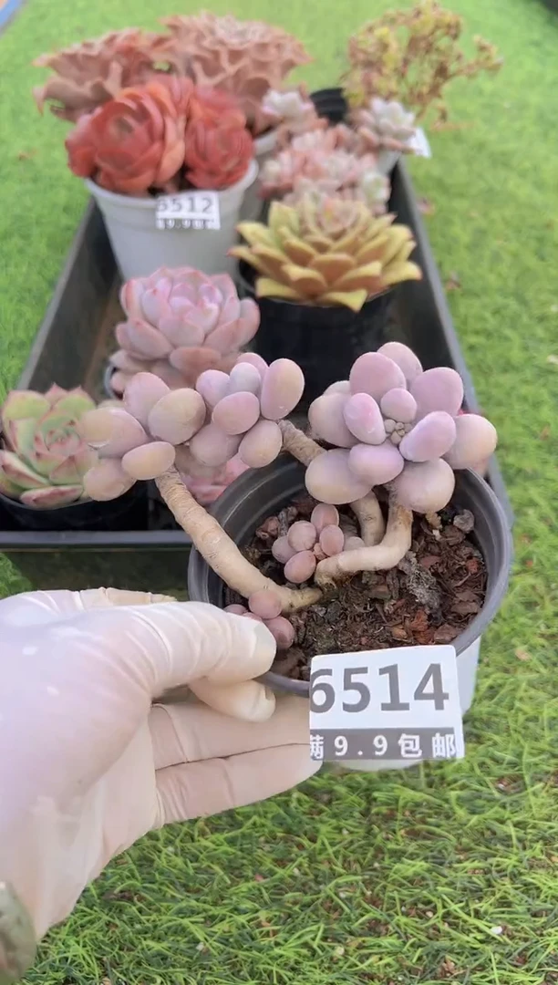 【闪购商品】信福多肉一物一拍