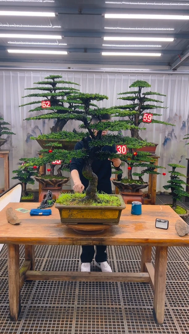 无花朵释*精品盆景直播间一物一拍