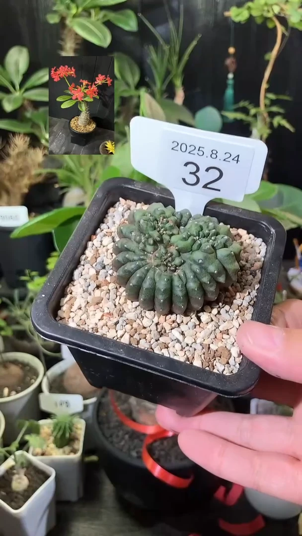 32号824福利 植物