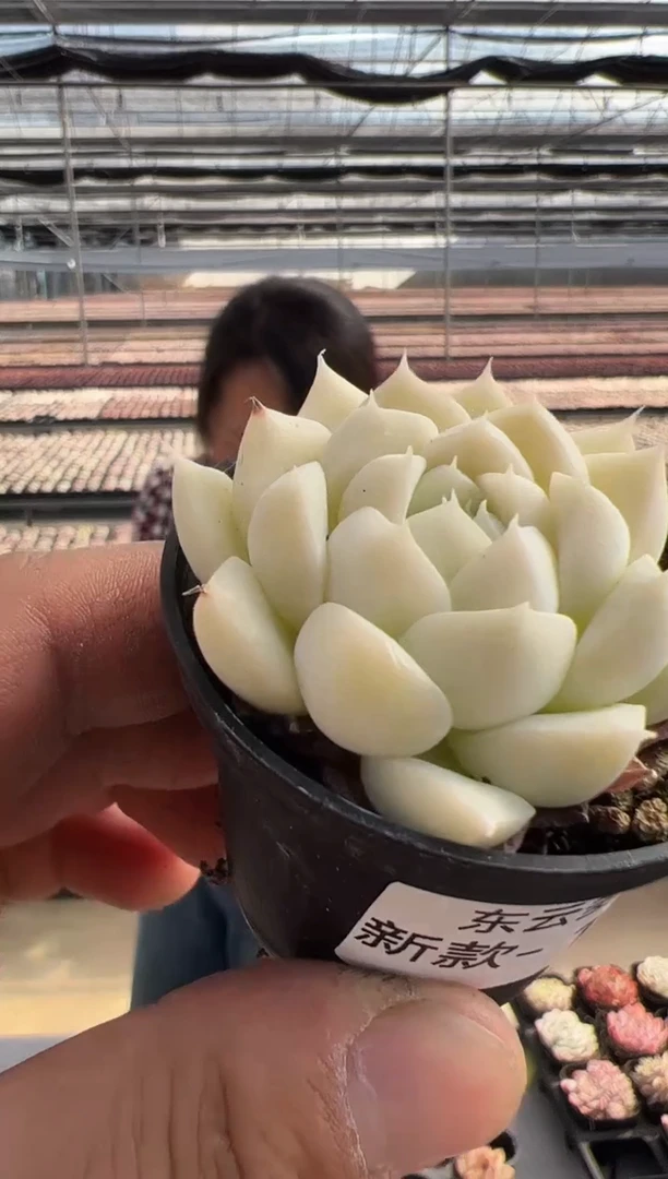 【闪购商品】新款多肉-184