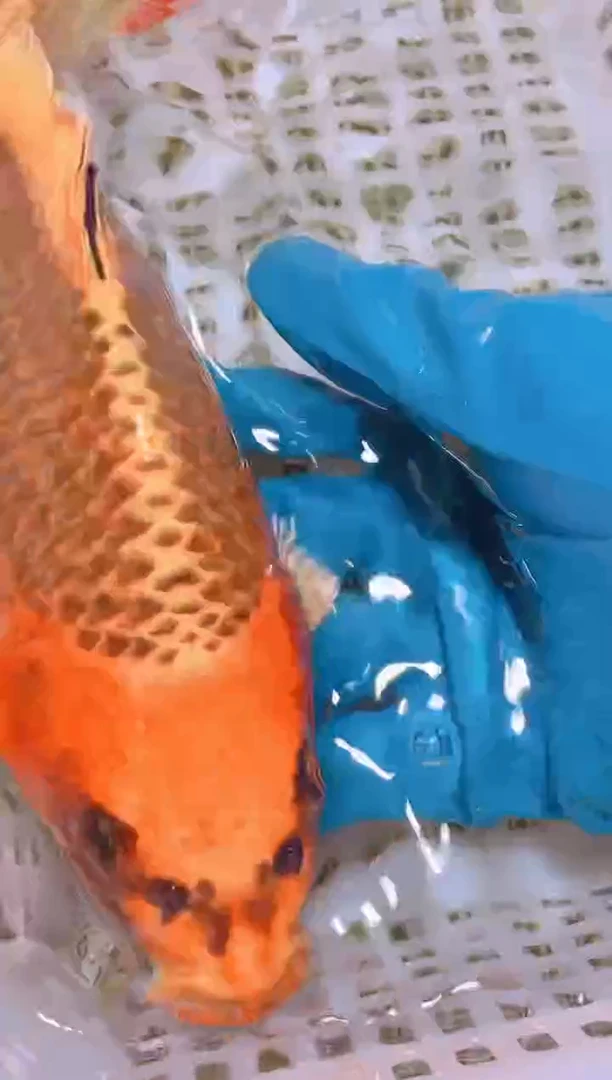 锦鲤冷水观赏鱼全场包邮51