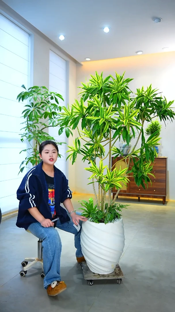 完全开放ღ***乖* 梦幻金边百合竹