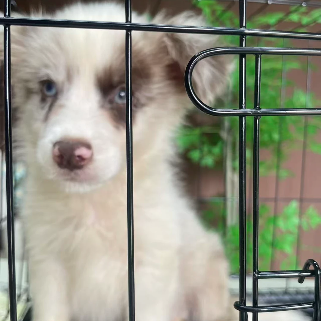 边境牧羊犬红陨石色弟弟宠物连接