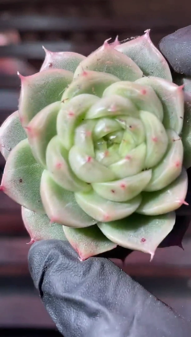 34-25 胶翡3-4厘米量拍发一颗