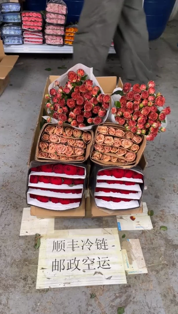 高原红20枝+卡布20枝+巧克力10枝