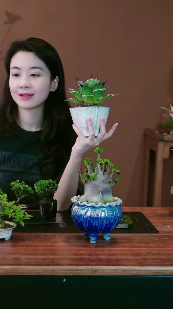 无花朵蜡*新龙蛇兰盆景盆景盆景