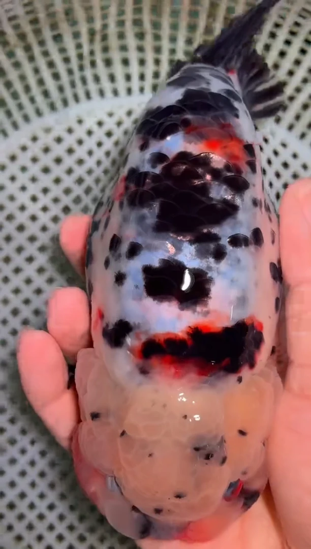 金鱼（运费自理，马印灯照射）福州追鱼兰寿金鱼