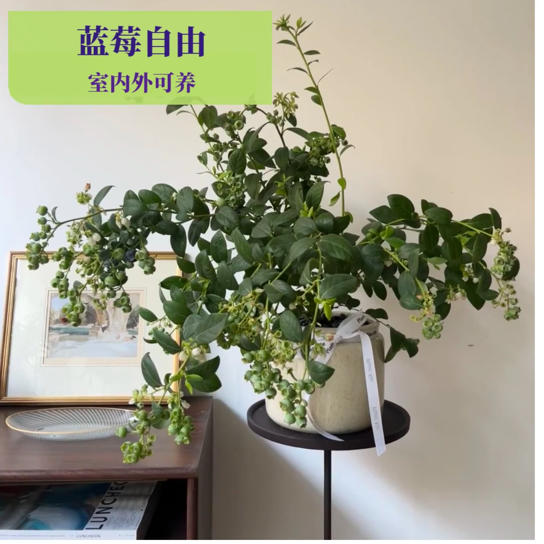 云南花香蓝莓树F6盆栽带花带果6-7月份果期