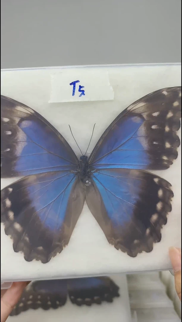 展翅品一图一物编号T5