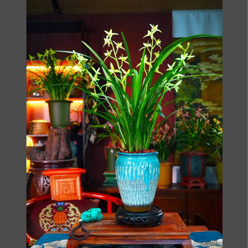 兰花 建兰铭品[玉芙蓉5-8支花剑]景德镇陶瓷花盆 室内外浓香型