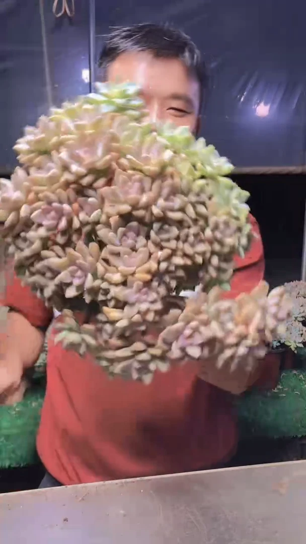 599淡雪缀化一物一拍