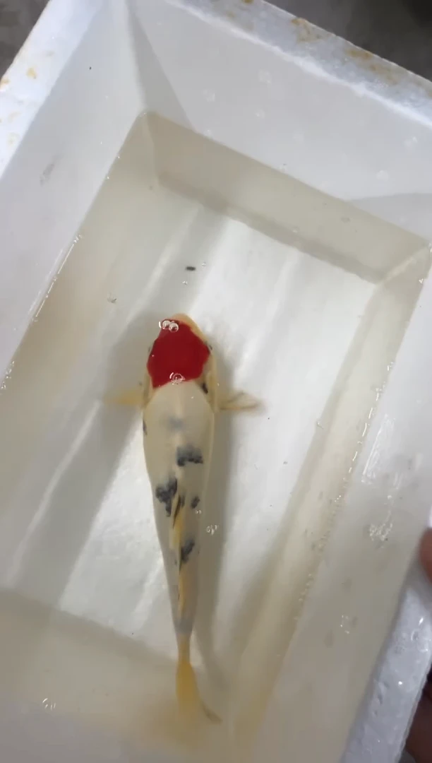 锦鲤活体二号链接