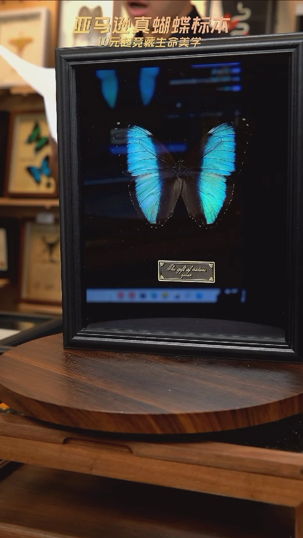 蝴蝶标本摆件竞拍B24