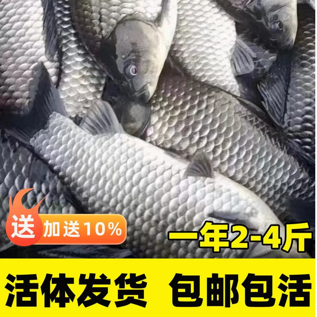 广东佛山 鲫鱼 中科鲫鱼 黄金鲫 大板鲫淡水 宠物水生活体