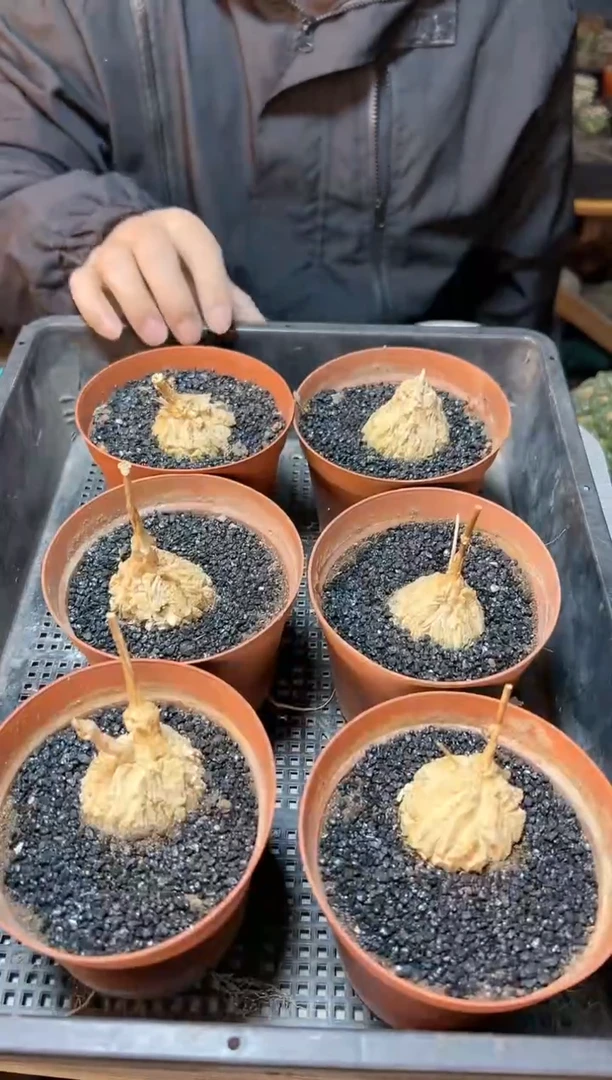 【闪购商品】龟甲魔罗4公分带盆