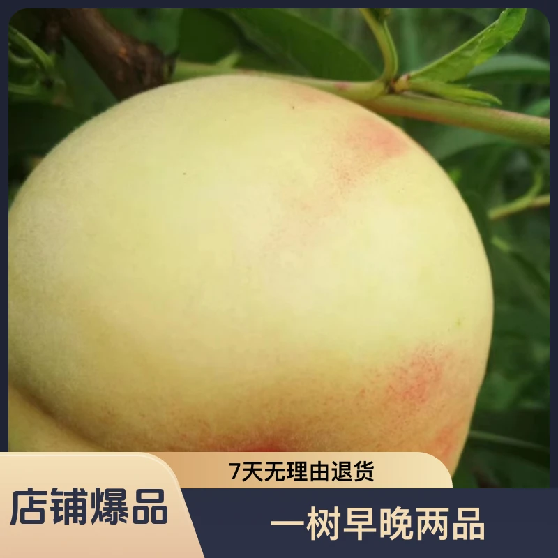 黑涞晚香桃姐醉桃树芽苗脆甜好种一树早晚2品