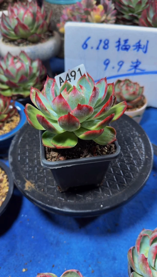 の*沫A491惊鸿仙子（裸根发货）