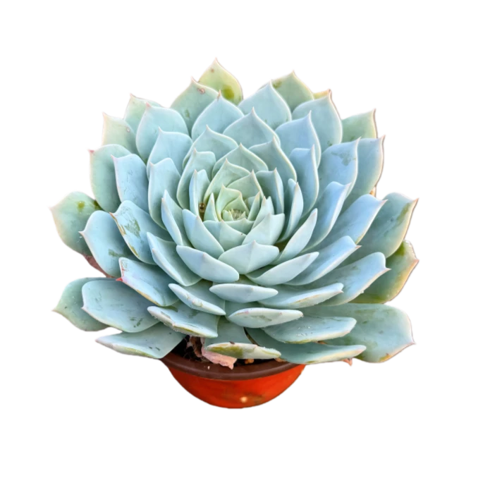 薄叶蓝鸟 带盆土 莲花座可水培喜阳耐旱 多肉3单包邮