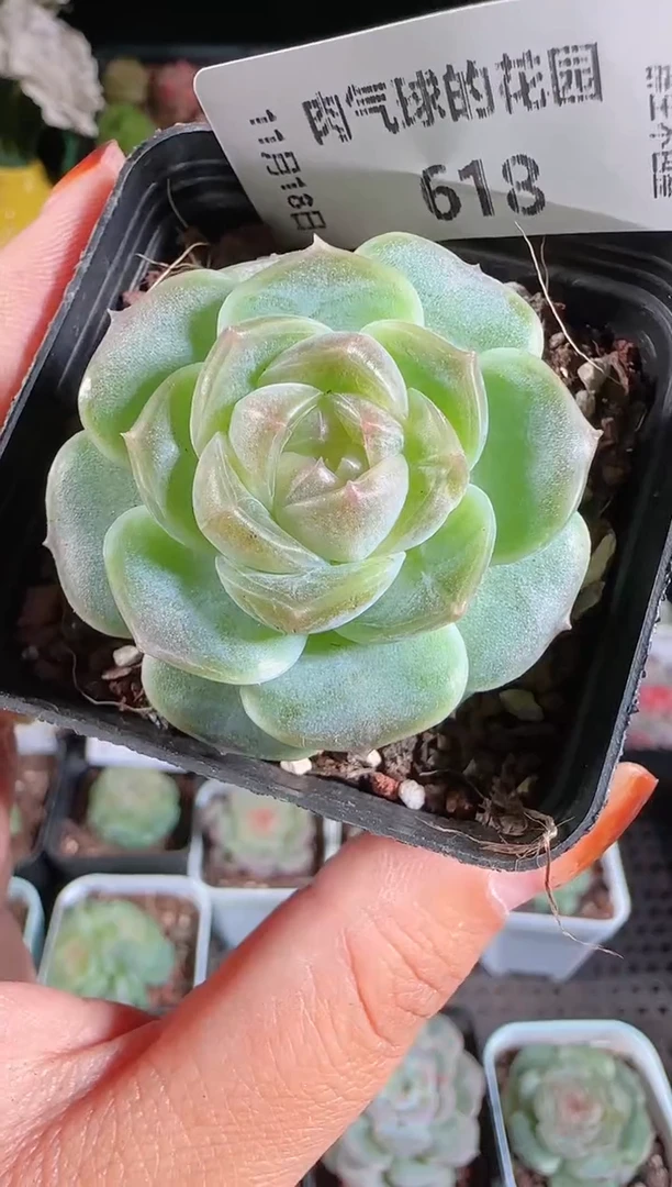 1118-618bl-8麦秆群生不包整