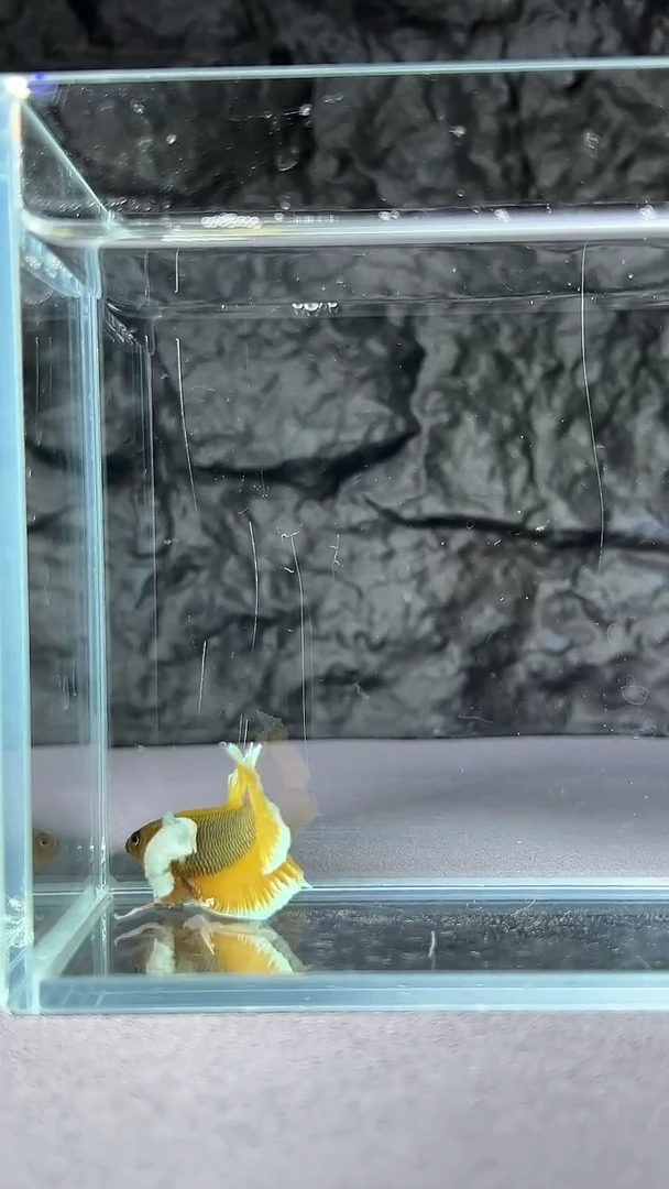 斗鱼竞拍链接047