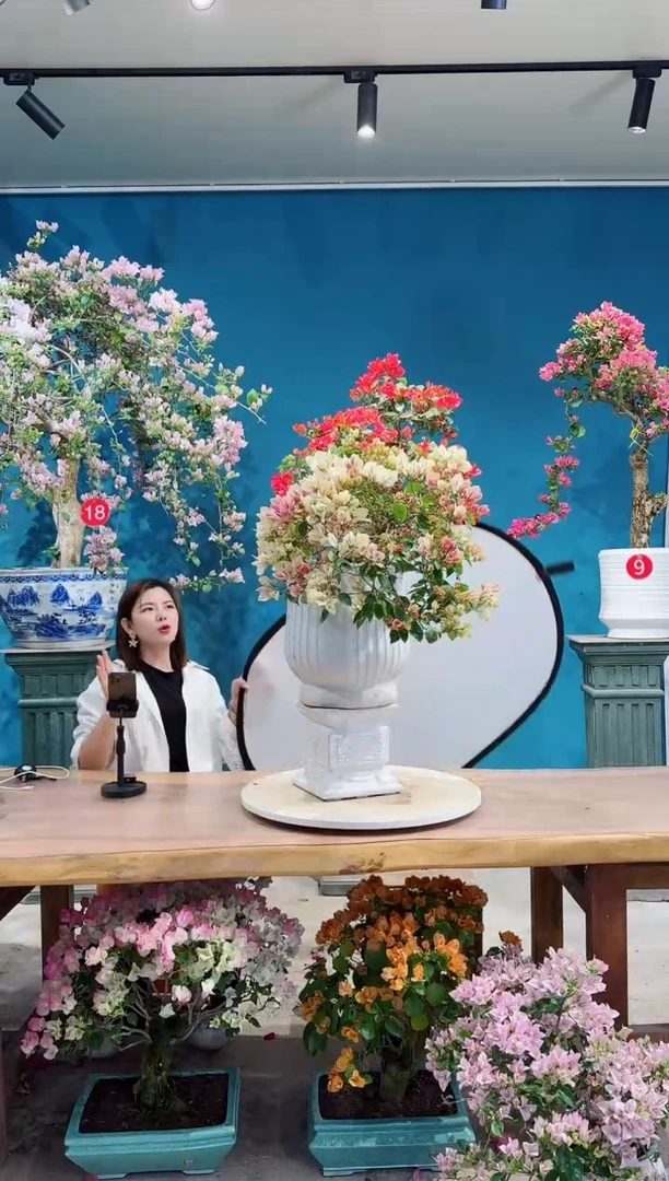 全部花朵漳红樱三角梅