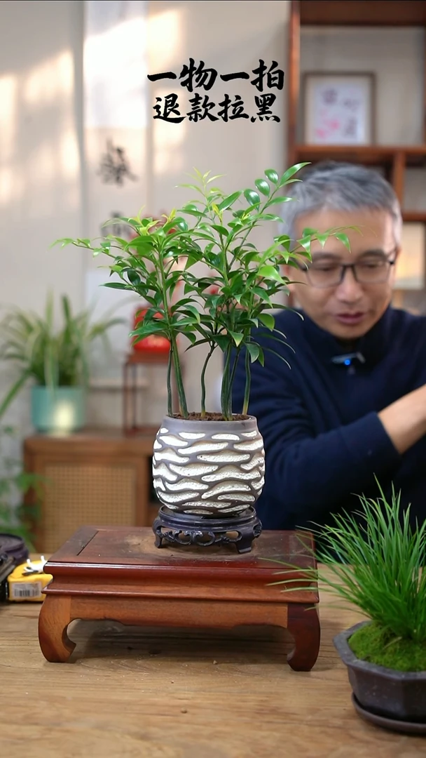 完全开放微*竹柏338
