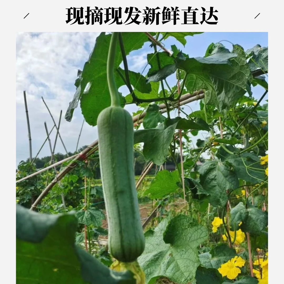 (丝瓜5斤)农家露天种植新鲜本地丝瓜 农家肥