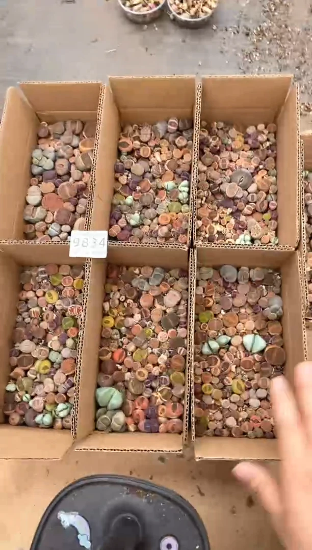 9834特价彩拼1箱有疤长腿量拍